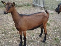 Vand 26 capre saanen cu pedigree si 14capre alpin franceze cu pedigree