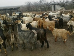 Vand 90 capre majoritatea fatate.c