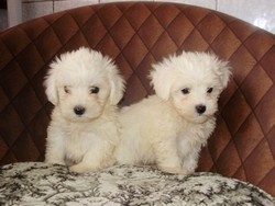 Vand Bichon Maltese !!!
