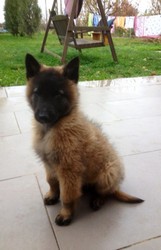 Vand Ciobanesc Belgian Tervueren 700 lei