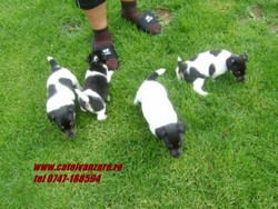 Vand Jack russel terrier si Fox terrier 