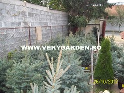 Vand brazi argintii   www.vekygarden.ro