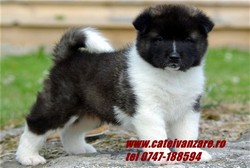 Vand catei Amerikan akita si Akita Inu