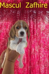 Vand catei Beagle cu pedigree din parinti titrati cu pedigree Tip A 