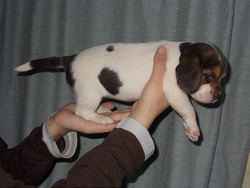 Vand catei Beagle pret 500 ron