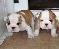 Vand catei Bulldog Englez diverse culori!