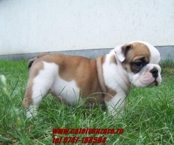 Vand catei Bulldog englez si francez.