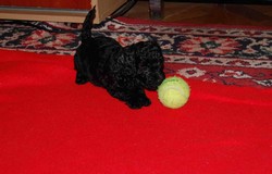 Vand catei caniche talie mica