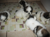 Vand catei rasa  ShihTzu de 6 saptamani