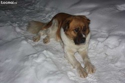 Vand catel Saint Bernard 2 ani
