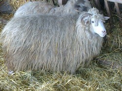 Vand oi turcane cu miei de 8-20kg si 20 berbeci 