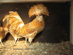 Vand pasari Paduana Galbena cocosi si puici  tineret 2012