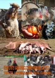 Vand porci mici si mari