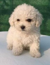 Vand pui Bichon Bolonez