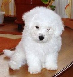 Vand pui Bichon Frise 