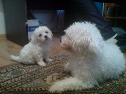 Vand pui Bichon Frise Albi Neamt