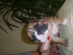Vand pui Bulldog Englez cu pedigree