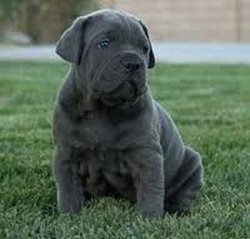 Vand pui Cane Corso