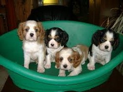 Vand pui Cavalier King Charles Spaniel