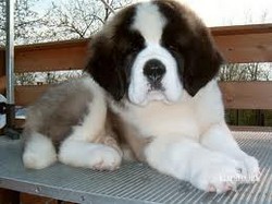 Vand pui Saint Bernard 