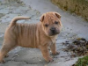 Vand pui Shar Pei