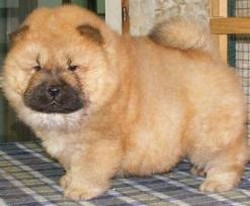 Vand pui de Chow Chow