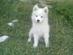 Vand pui de samoyed