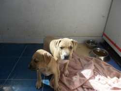 Vand pui pitbull superb