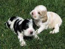 Vand puiuti Cocker Spaniel