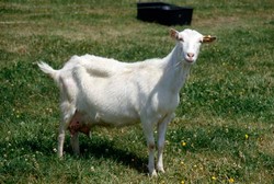 Vand sau schimb 15capre saanen,6iedute saanen tot cu pedigree, 