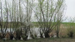 Vand teren cu deschidere la lac in comuna Luica