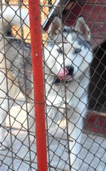 Vand urgent caine husky OFERTA AVANTAJOASA