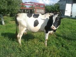 Vand 4 vaci rasa Holstein si brune