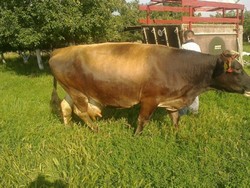 Vand 4vaci Holstein si 1bruna