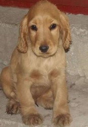 Vand catei Cocker spaniel 