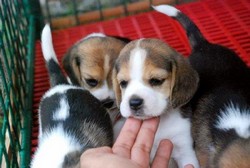Vind Catei Beagle si Labrador   de 7 saptamini