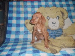 Vindem Catel  Vizsla Maghira 