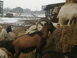 Vindem capre carpatine pe alese sau la rand,gestante, toate tinere