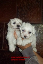 Vindem catei  Bishon Maltese,bolognese,frise si havanese