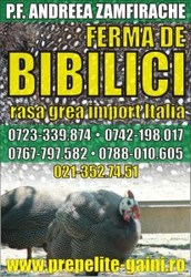 Vindem pui de bibilica,rasa grea