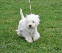Westie