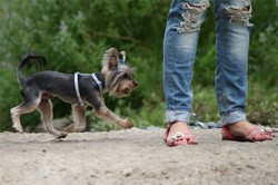 Yorkshire Terrier Toy