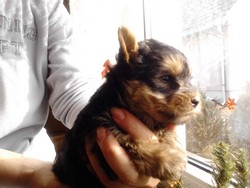 Yorkshire terrier de 8 saptamini talie mica 
