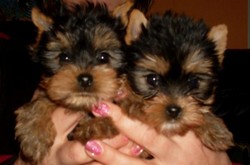 Yorkshire terrier