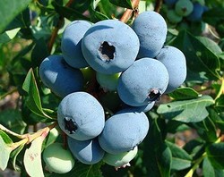 arbusti fructiferi