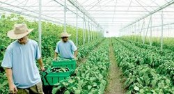 agricultura Germania 1200 euro