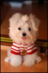 bichon maltez albi talie minii 700.ron.
