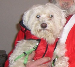 pierdut bichon maltez