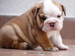 Bulldog Englez De Vanzare
