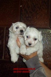 catei  Bishon Maltese,bolognese,frise si havanese 